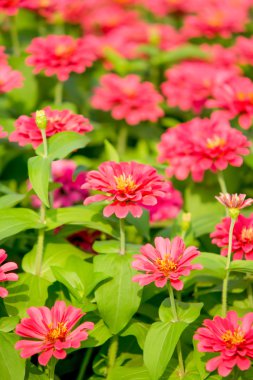 pembe zinnia elegans çiçekler