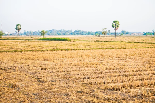 Thai rice field after harvesting — Stock Photo, Image