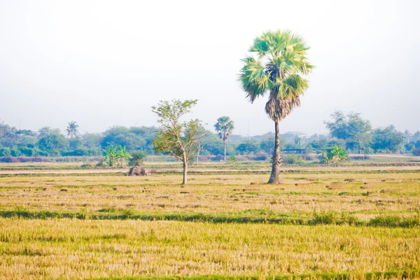 Таиландское рисовое поле после сбора урожая — стоковое фото