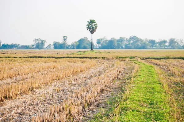 Campo de arroz tailandés después de la cosecha —  Fotos de Stock