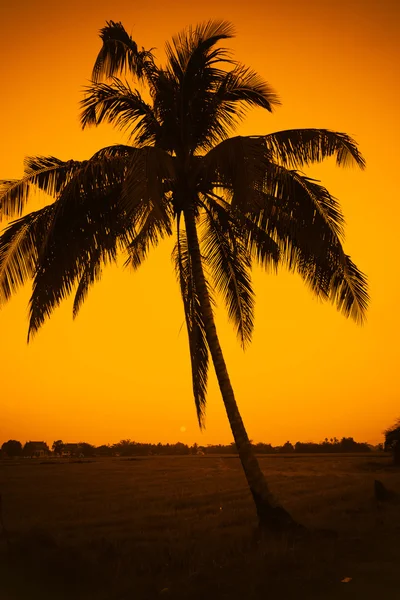 Силуэт кокосового дерева на рисовом поле — стоковое фото