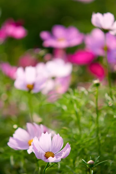 Fleurs Cosmos pour fond — Photo