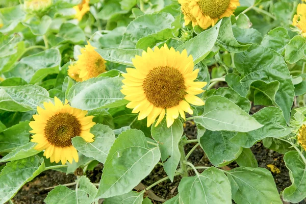 Small sun flowers in the Rama 9 garden — Stock Photo, Image