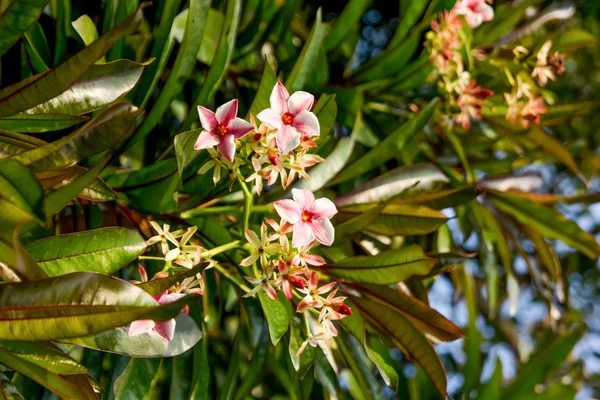 Pink Adenium obesum flower on tree — Stock Photo, Image