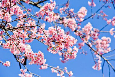 Kışın Tay sakura