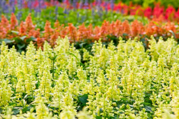 Piękne kwiaty w ogrodzie rama 9, bangkok, Tajlandia — Zdjęcie stockowe