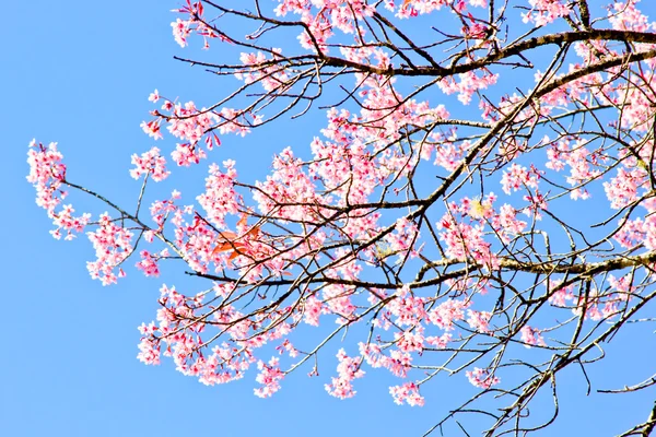 Sakura tailandesa en invierno —  Fotos de Stock