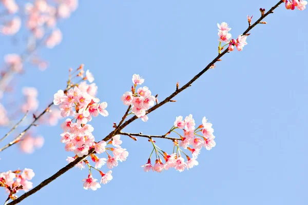 Thai sakura im winter — Stockfoto