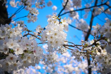 Güzel beyaz kiraz çiçeği (sakura) Japonya'da vurdu