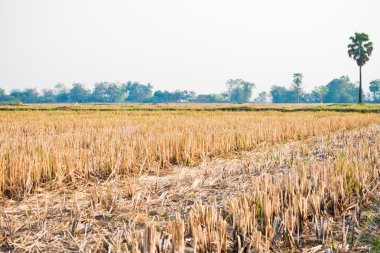 hasat sonra Tayland pirinç alan