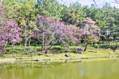 Orman ve göl Tay sakura Inthanon milli parkta çiçeklenme sırasında