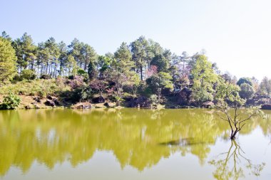 Orman ve göl Tay sakura Inthanon milli parkta çiçeklenme sırasında