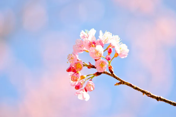 Thaise sakura in de winter — Stockfoto