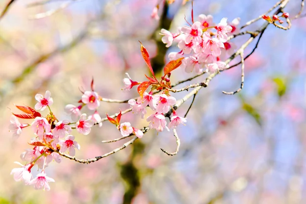 Thai sakura in winter — Stock Photo, Image