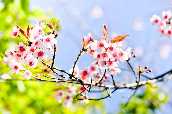 Sakura tailandesa en invierno —  Fotos de Stock
