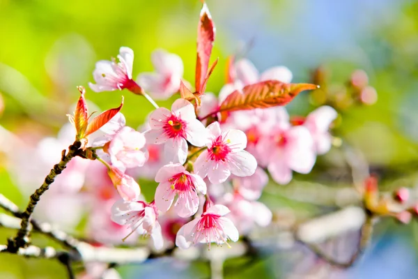 Thai sakura im winter — Stockfoto