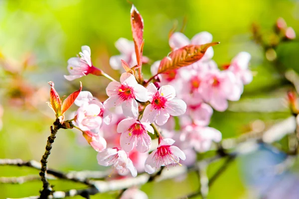 Thaise sakura in winterseizoen — Stockfoto