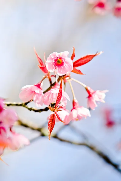 Thai Sakura in der Wintersaison — Stockfoto