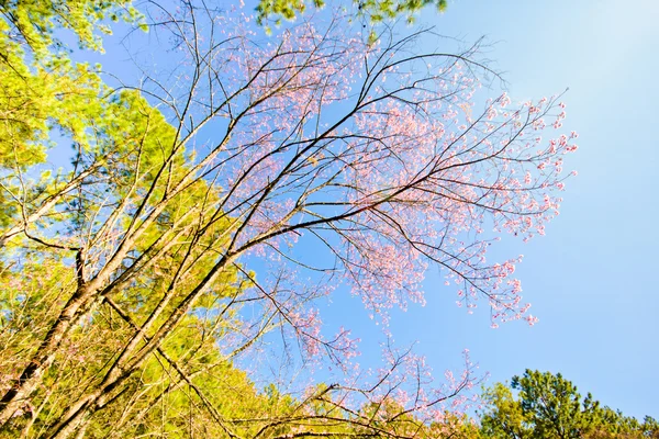 Branche de sakura thaïlandais avec ciel bleu — Photo