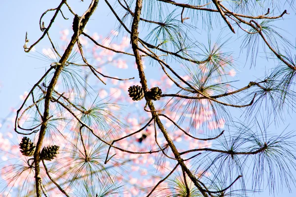 Cono de pino sobre árbol con fondo de sakura rosa —  Fotos de Stock