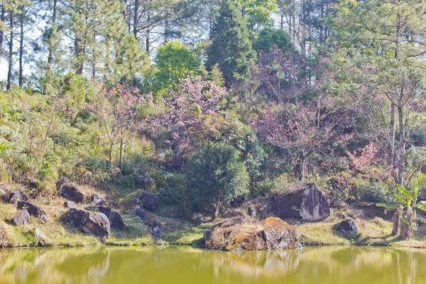 Las i jezioro podczas tajski sakura kwitnący w Parku Narodowego Inthanon — Zdjęcie stockowe