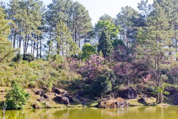 Forest en meer tijdens Thaise sakura bloeien in Inthanon nationaal park — Stockfoto
