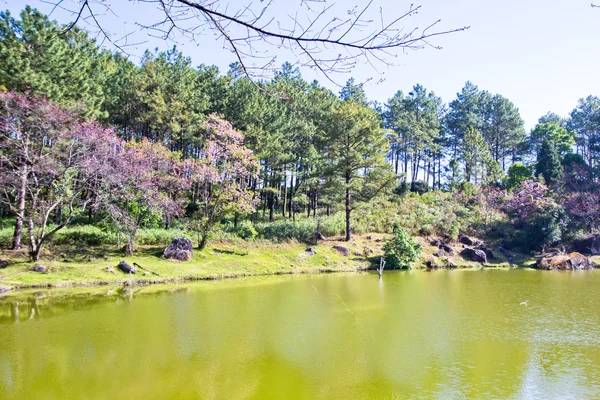 Foresta e lago durante la fioritura del sakura thailandese nel parco nazionale Inthanon — Foto Stock