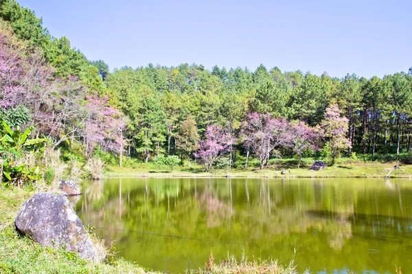 Foresta e lago durante la fioritura del sakura thailandese nel parco nazionale Inthanon — Foto Stock