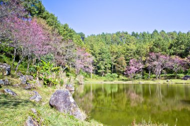 Orman ve göl Tay sakura Inthanon milli parkta çiçeklenme sırasında