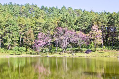 Orman ve göl Tay sakura Inthanon milli parkta çiçeklenme sırasında