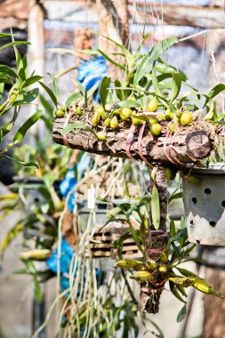 Orkide kreş plantasyon içinde asılı ağaç