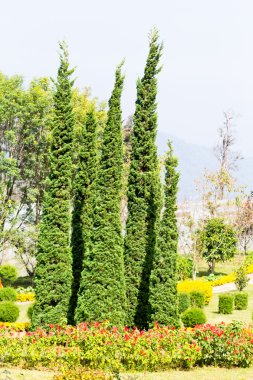 Bahçe çam ağacı, gardent, chaingmai, Tayland