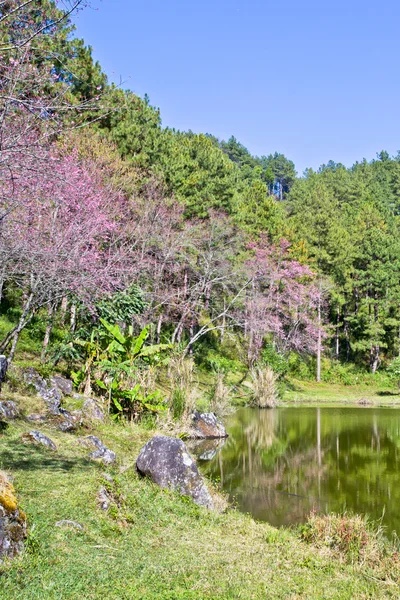 Foresta e lago durante la fioritura del sakura thailandese nel parco nazionale Inthanon — Foto Stock