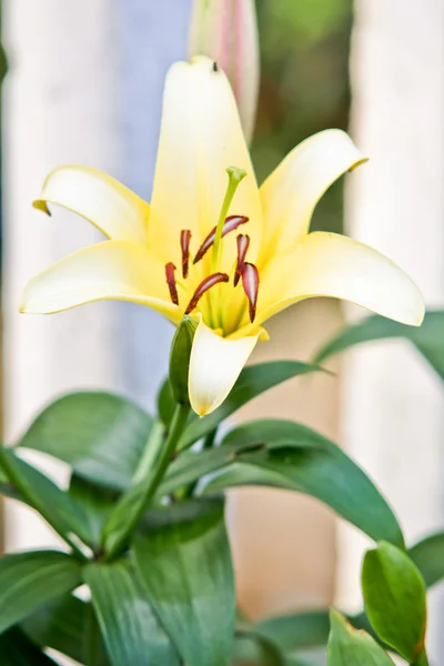 White lily blooming on tree — Stock Photo, Image