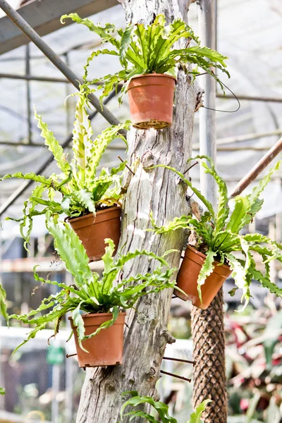 Tuin boom in een pot opknoping op het hout — Stockfoto