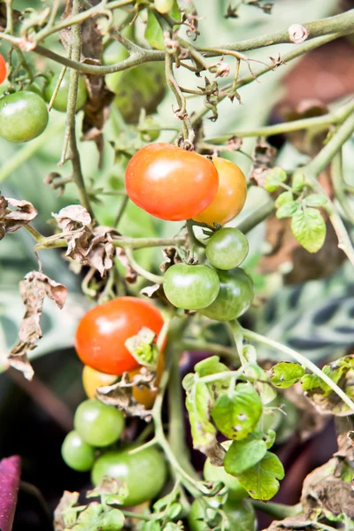 Rare organic tomato on tree — Stock Photo, Image