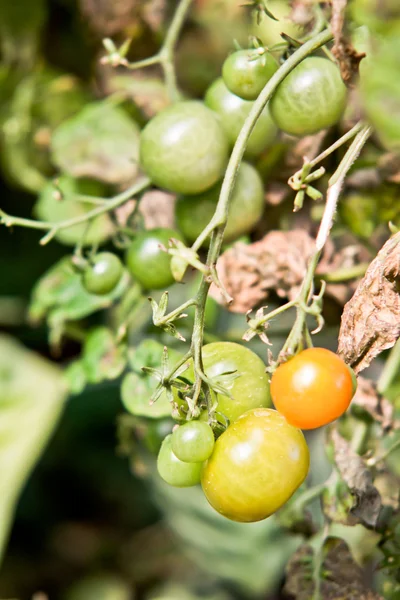 Rare organic tomato on tree — Stock Photo, Image