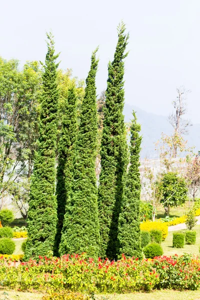島田英樹, タイでの gardent の園芸の松の木 — ストック写真