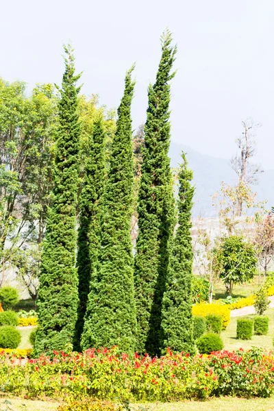 Giardinaggio pino in gardent a Chaingmai, Thailandia — Foto Stock