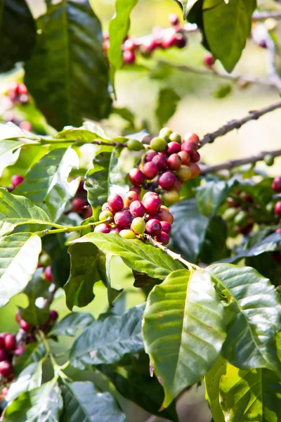 Ramo di chicchi di caffè maturi su albero — Foto Stock