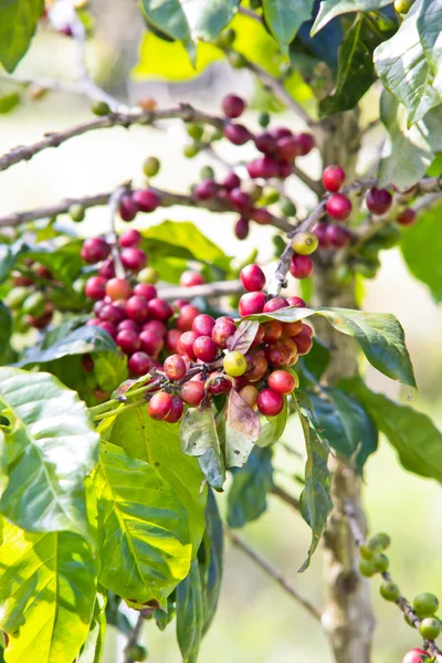 Olgun kahve çekirdekleri on ağacının dalı — Stok fotoğraf