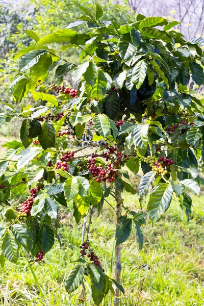 Olgun kahve çekirdekleri on ağacının dalı