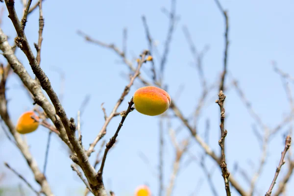 Pfirsich auf Baum in Bauernhof bei chaingmai thailand — Stockfoto