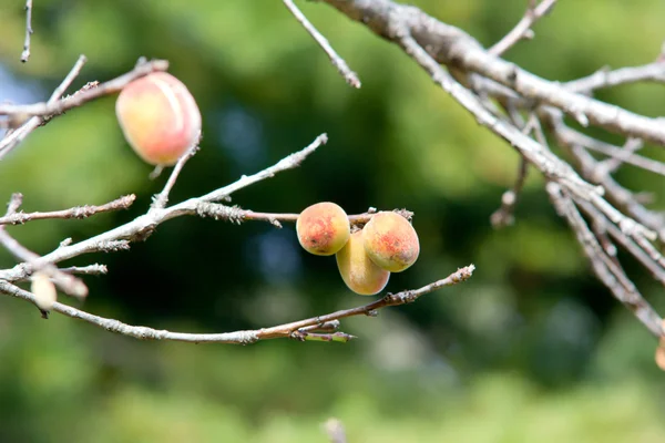 Персик на дереве на ферме в Чайнмай Таиланд — стоковое фото