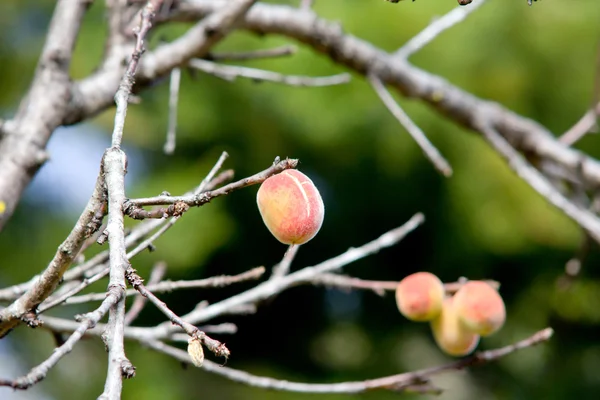 Melocotón en el árbol en la granja en Chaingmai Tailandia —  Fotos de Stock