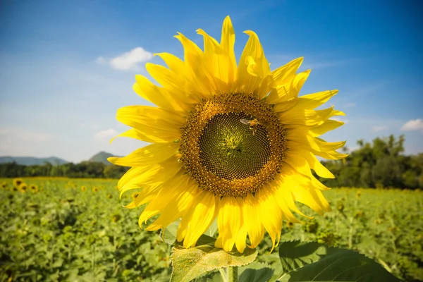 Sun flower field for background — Stock Photo, Image