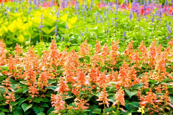 Colorful flower garden in Bangkok — Stock Photo, Image