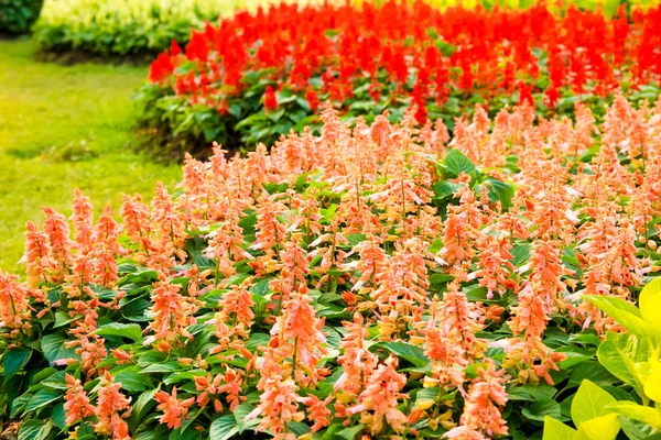 Färgstark blomma trädgård i bangkok — Stockfoto