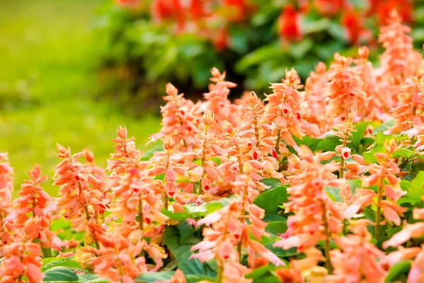 Colorful flower garden in Bangkok — Stock Photo, Image