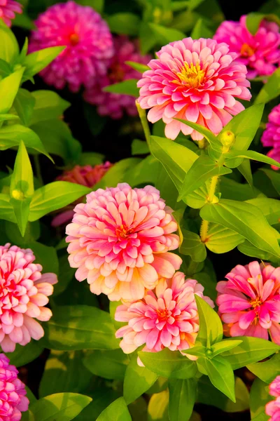 Rosa gerbera blomma i garde — Stockfoto